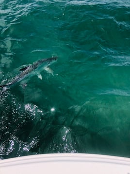 Tarpon Session