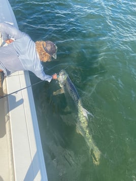 Tarpon Session