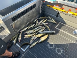 Walleye And Steelhead Fishing