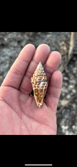 Shelling Trip