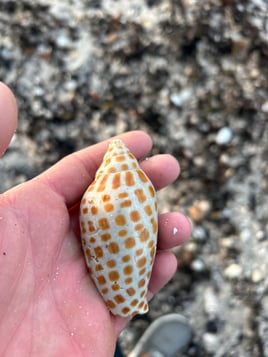 Shelling Trip