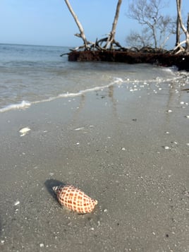 Shelling Trip