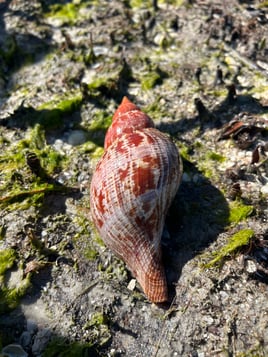 Shelling Trip