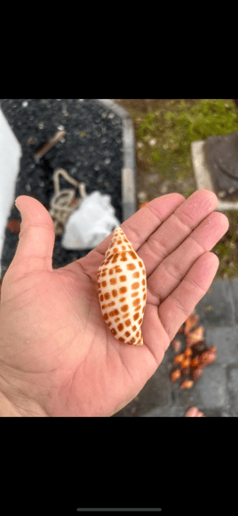 Shelling Trip