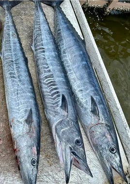 Offshore Half Day