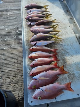 Offshore Half Day