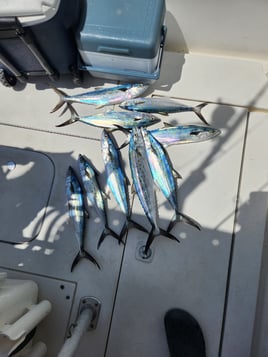 3 Hr Fishing Inshore/Nearshore