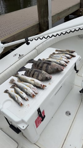 Delta Inshore Fishing/ Hog Hunt
