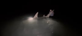 LAND BASED SHARK FISHING