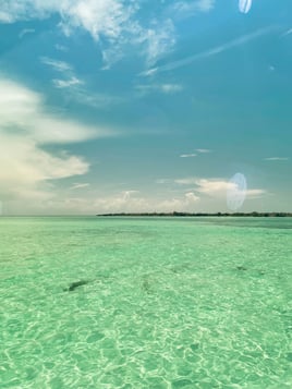 Sandbar Excursion 