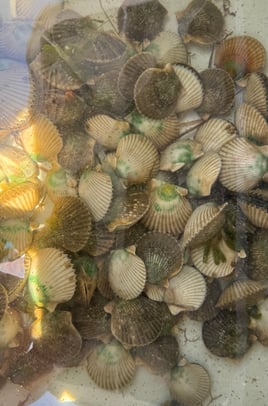 Epic Scalloping Adventures