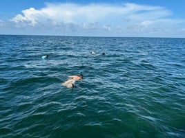 Epic Scalloping Adventures