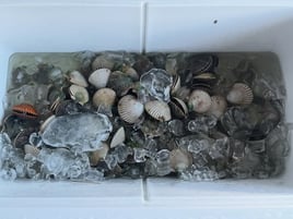 Epic Scalloping Adventures