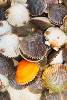 Epic Scalloping Adventures
