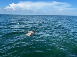 Epic Scalloping Adventures