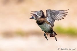 Central Texas Birding Tour