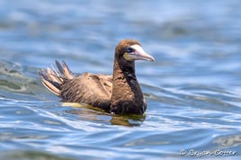 Central Texas Birding Tour