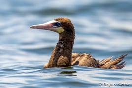Central Texas Birding Tour