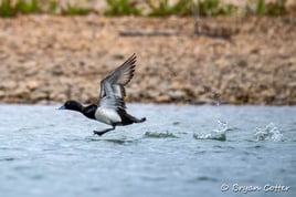 Central Texas Birding Tour