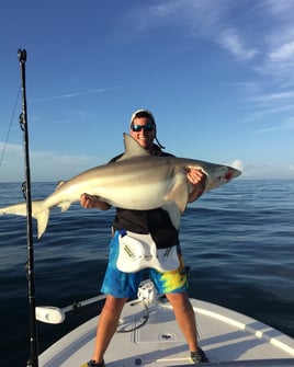 Sharks / Goliath Grouper