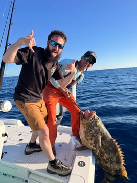 Sharks / Goliath Grouper