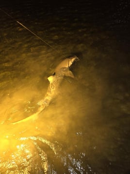 Shark Fishing 