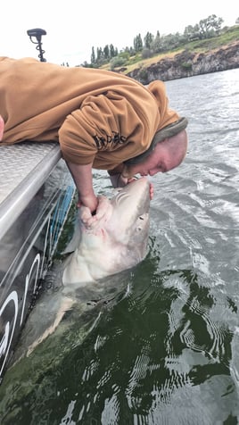 Oversized Sturgeon