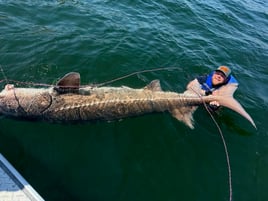 Oversized Sturgeon