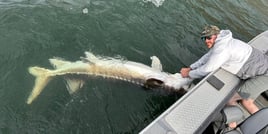 Oversized Sturgeon
