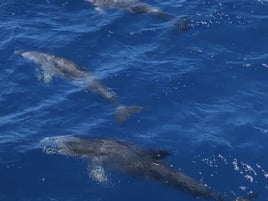 Coastal Wildlife Tour