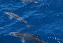 Coastal Wildlife Tour