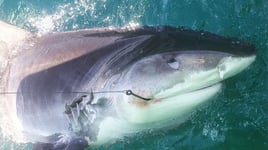 Big Game Shark Fishing