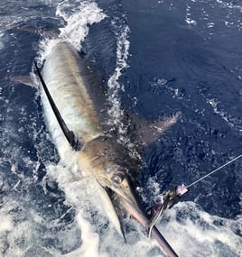 Full Day Trip – Offshore