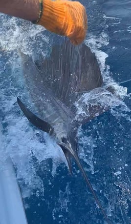Full Day Trip – Offshore