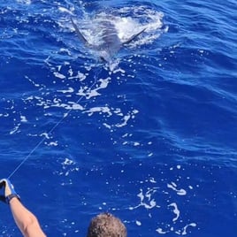 Blue Marlin Trip In Canary Ilsnad