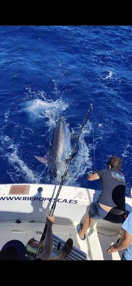 Blue Marlin Trip In Canary Ilsnad