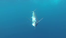 Blue Marlin Trip In Canary Ilsnad