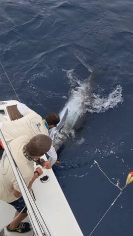 Blue Marlin Trip In Canary Ilsnad