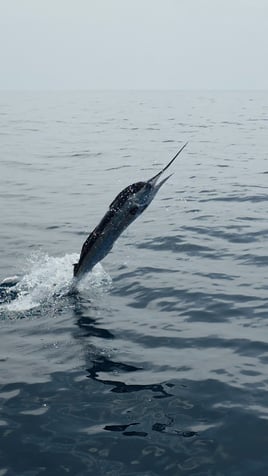 Blue Marlin Trip In Canary Ilsnad