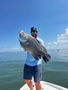 Triple Tail - Venice 