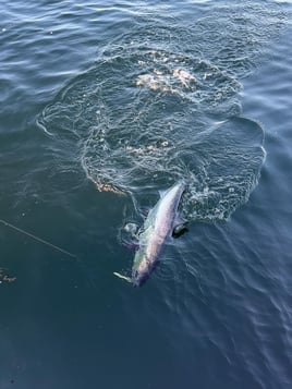 Salmon Fishing Trip