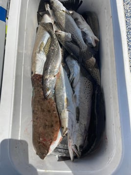 Missippi Inshore Trips 
