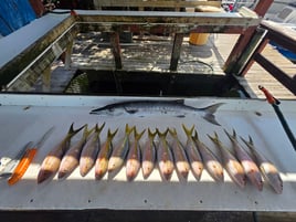 4 Hour AM Inshore Fishing Trip