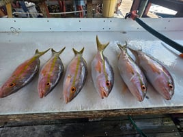 4 Hour AM Inshore Fishing Trip
