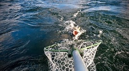 Walleye Capital! Ashtabula Ohio