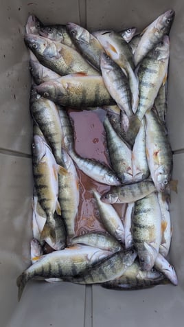 Lake Erie Yellow Perch Fishing 