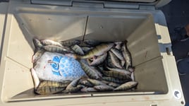 Lake Erie Yellow Perch Fishing 
