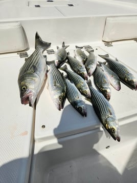 Striper Pursuit | Lake Texoma