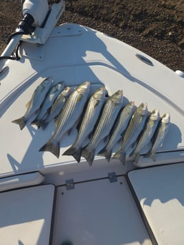 Striper Pursuit | Lake Texoma
