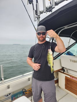 Lake Erie Perch